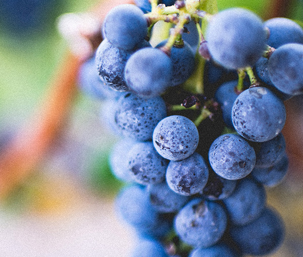 Fresh grapes